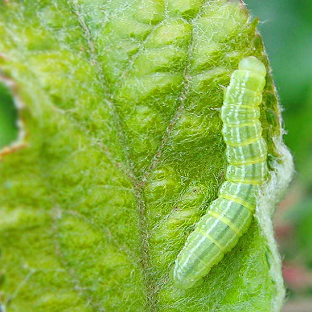 Wintervlinder (Rups)