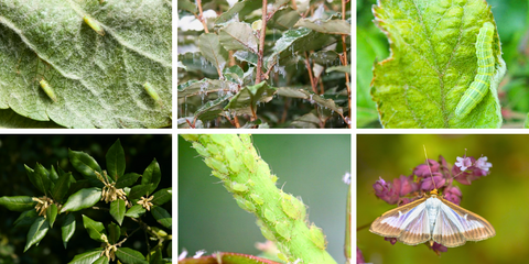 Ziekten en plagen 2025