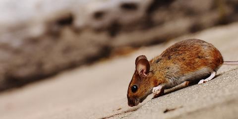 Afweermiddelen muizen en ratten 